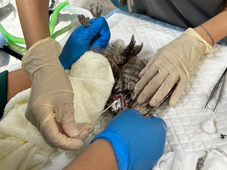 寿山动物园收容中心人员帮翅膀受伤的领角鸮伤口清创。记者王勇超／翻摄