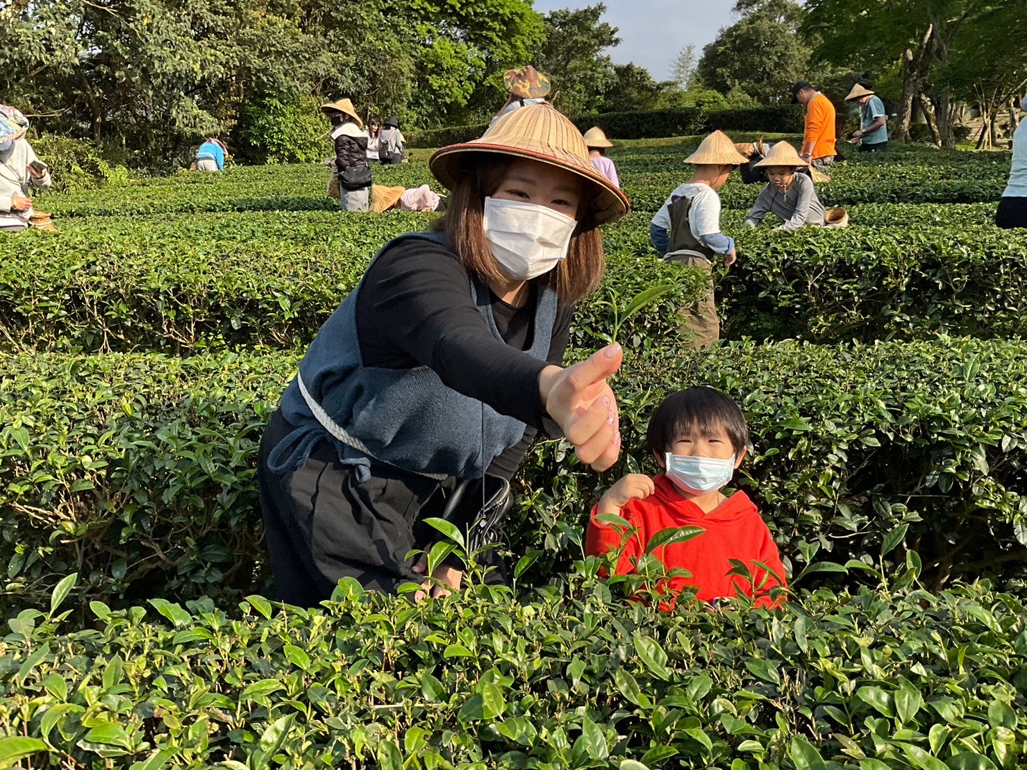 近期萤火虫数量达到高峰期，文山农场赏萤行程亦包含采茶体验。图／新北农业局提供