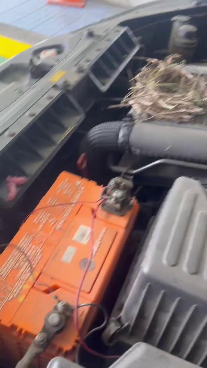 一辆休旅车日前到苗栗监理站验车时，赫然发现引擎室有鸟筑巢，还有3只刚出生的小老鼠。图／苗栗监理站提供
