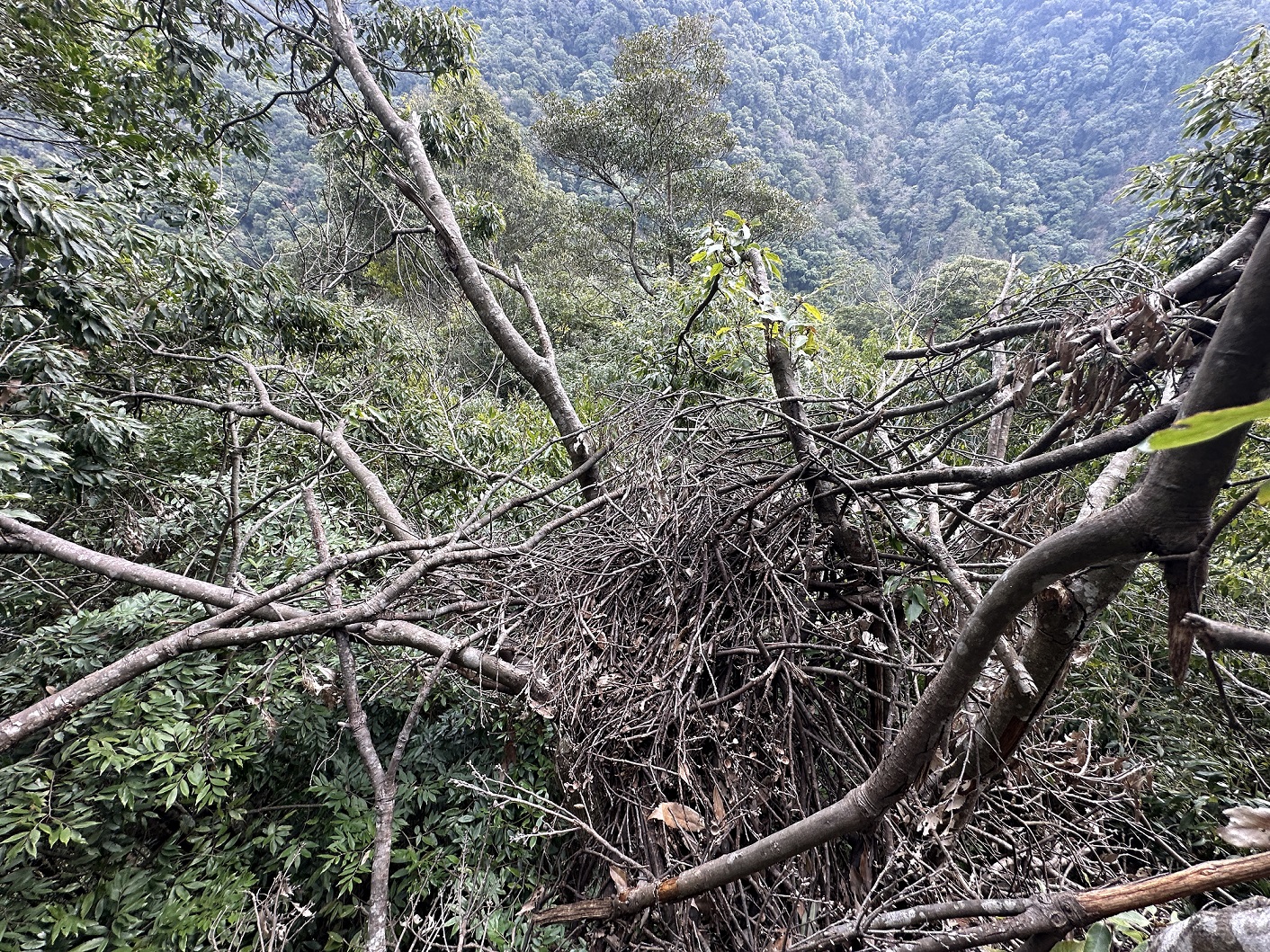林保署台中分署森林护管员日前发现一棵青刚栎树上，竟有4座台湾黑熊的「熊巢」。图／林保署台中分署提供