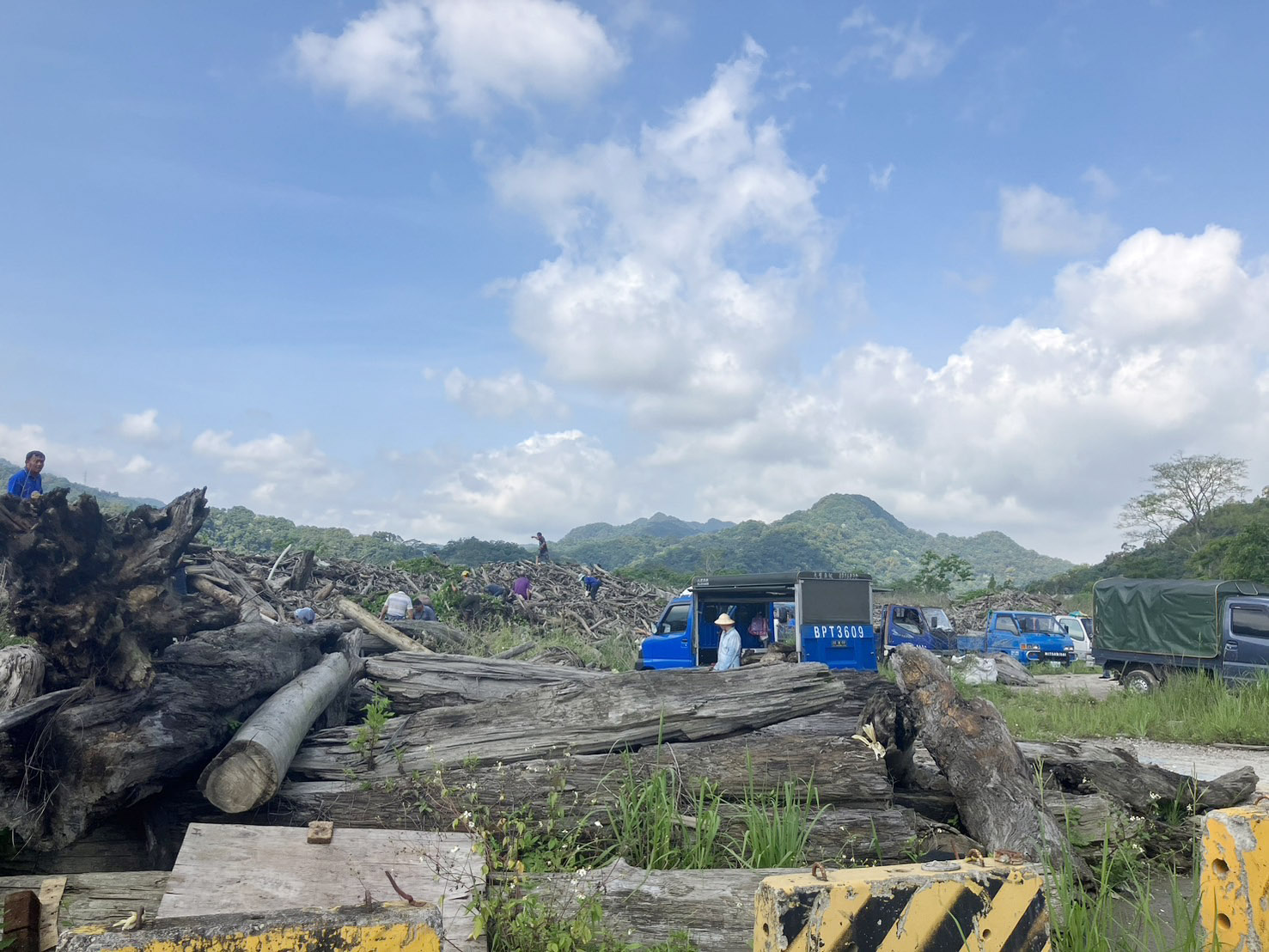 石门水库台风漂流木，今起在阿姆坪临时堆置场开放自由捡拾。图／林业署新竹分署提供