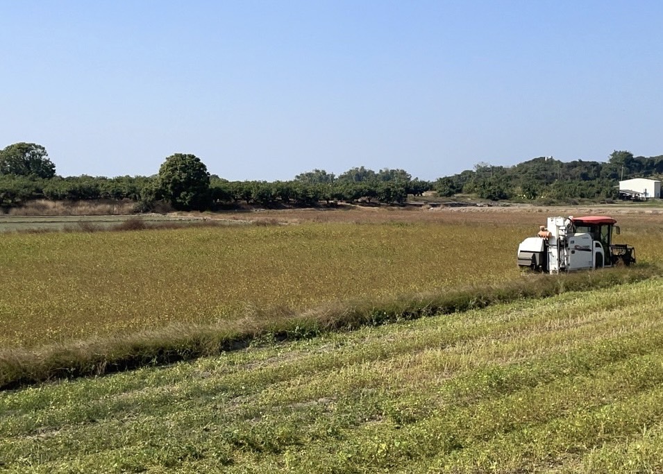 台南地区推广荞麦种植，近年来面积日增。图／官田农会提供