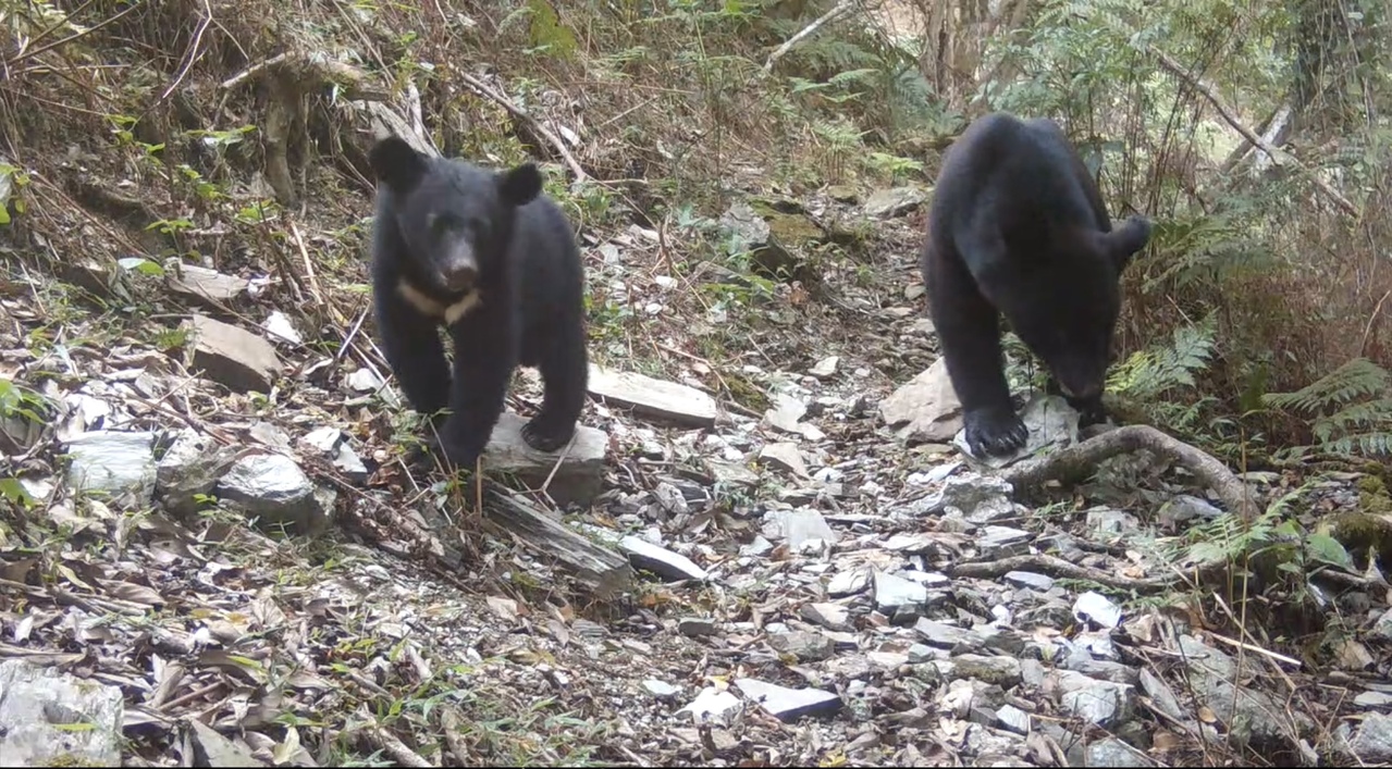 原住民族视台湾黑熊为神兽。