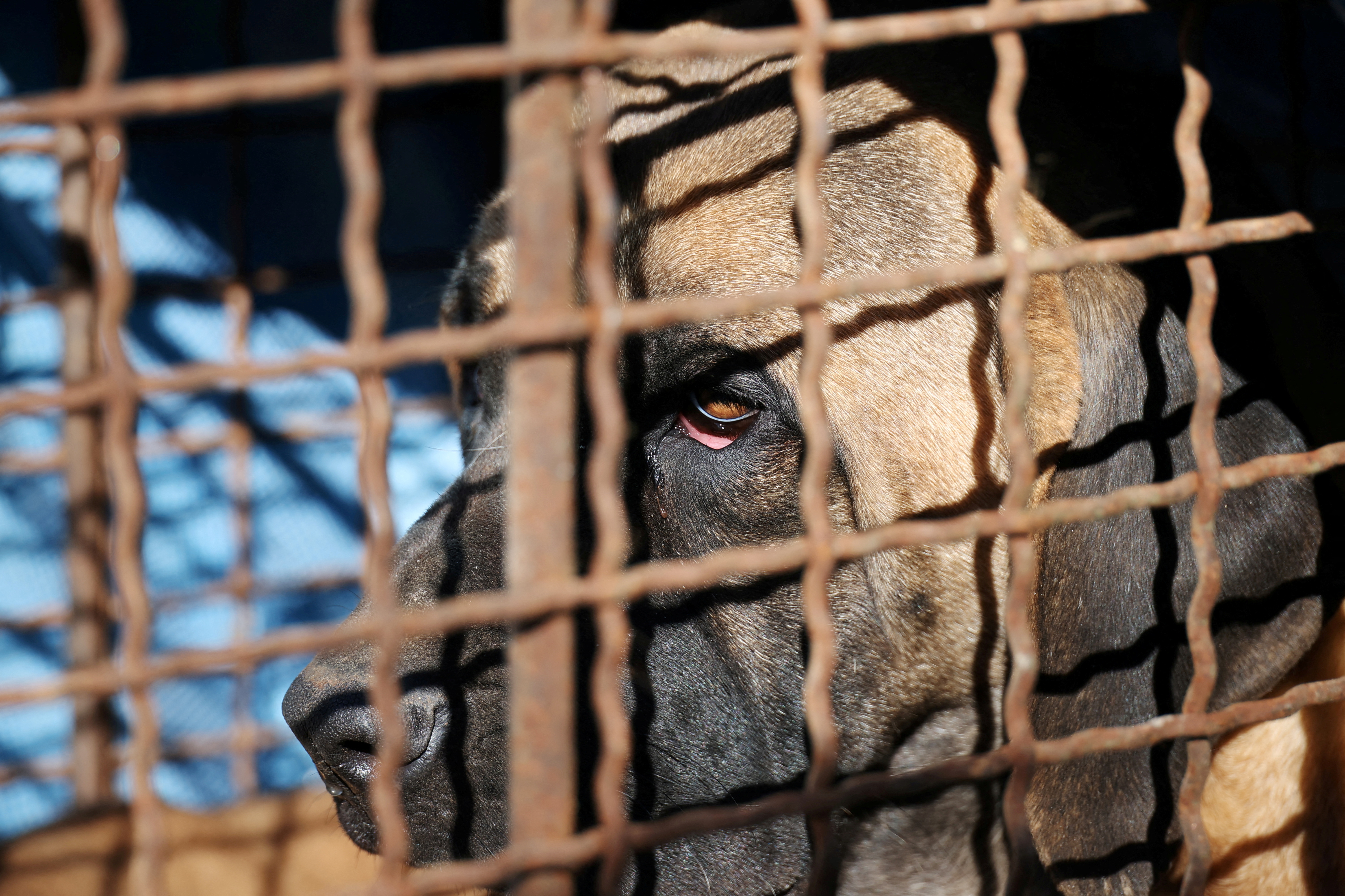 南韩犬舍逾70只猛犬逃出，当地政府发布简讯警告民众撤离。路透