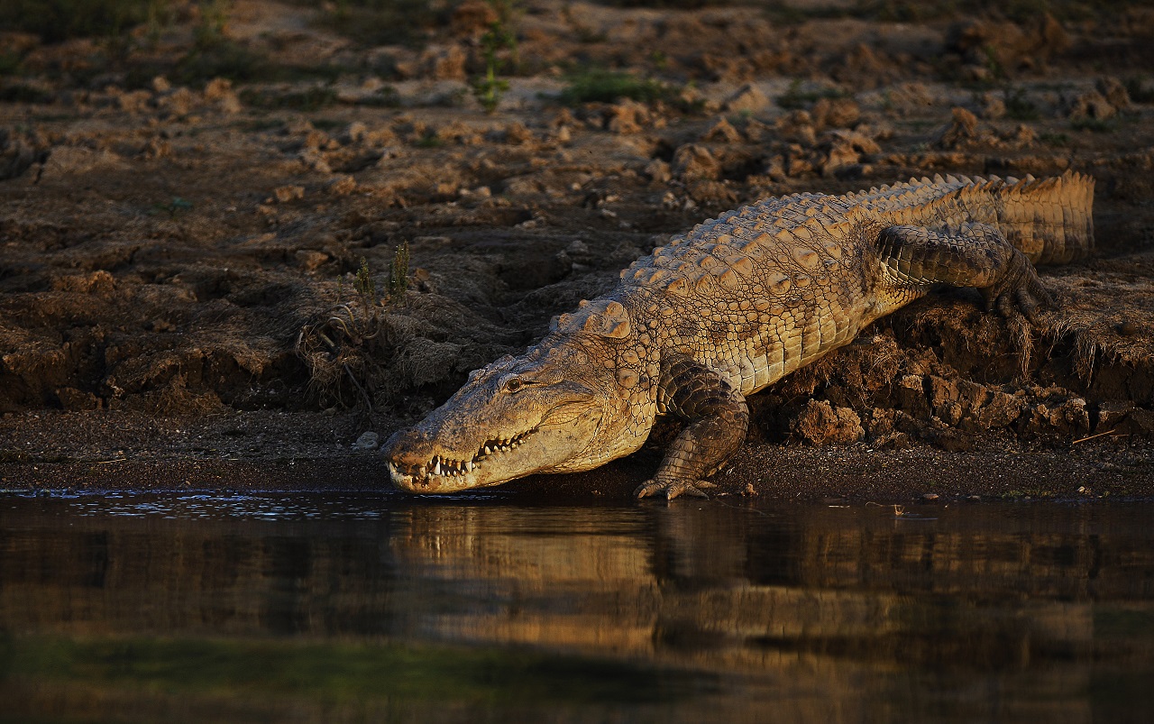 一只鳄鱼正在印度北方邦境内的昌巴尔河畔休息。资料照片。美联社