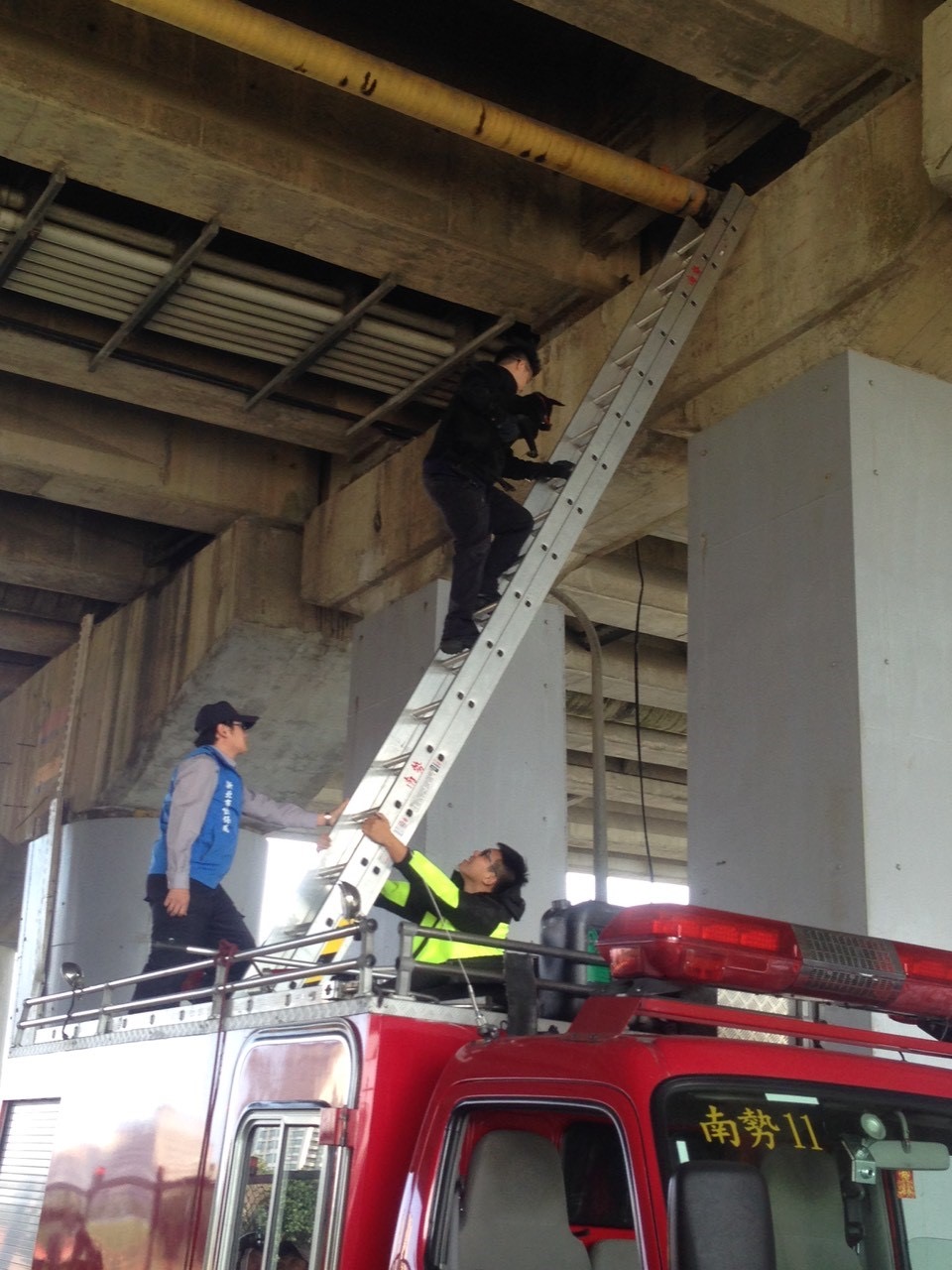过往高空救援案件数不多时，动保处还可以向消防局请求支援，协助出动云梯车救援困在高架桥上或是较高楼层的动物。图／新北市动保处提供