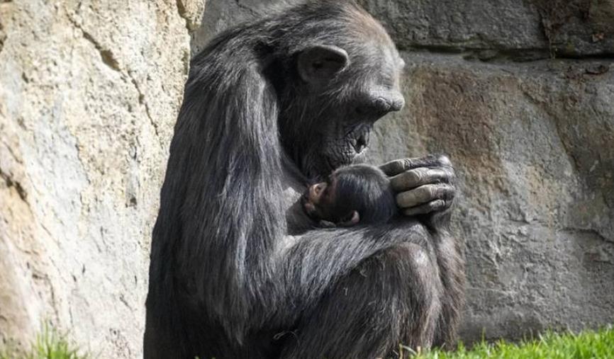 西班牙动物园一只悲痛欲绝的黑猩猩妈妈，3个月来每天抱著幼儿尸体不放。取自x