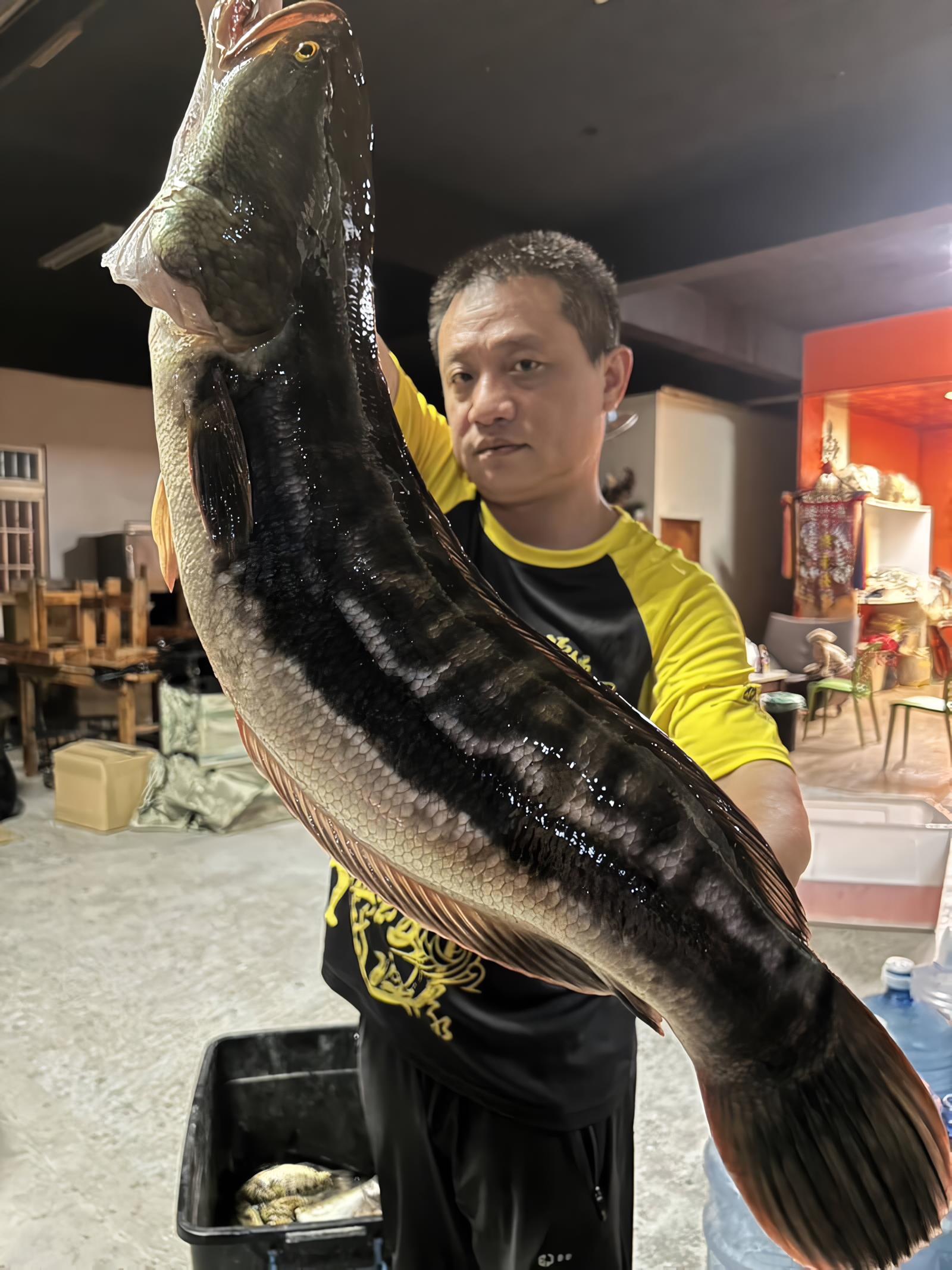 钓鱼达人黄小四近期捕获长83公分、重15台斤的大鱼虎，且其体内抱卵。图／黄小四提供