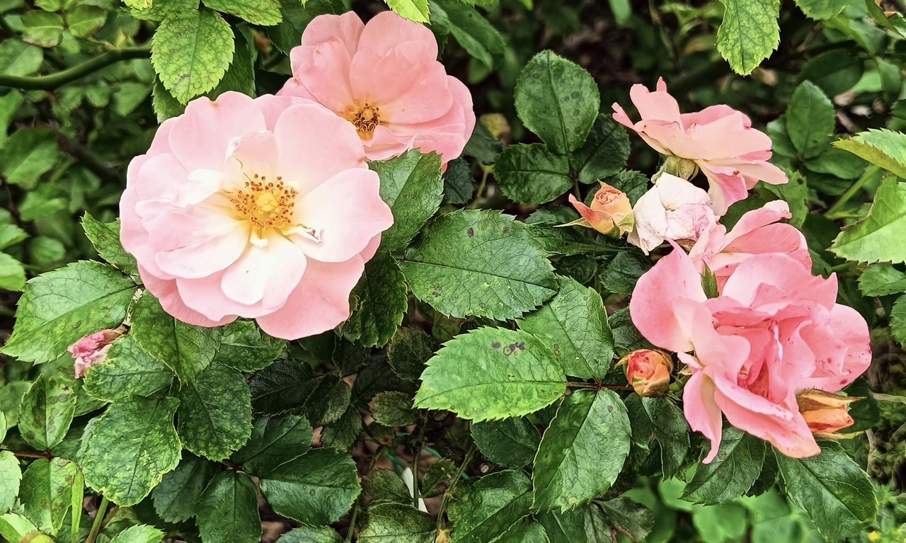 图为「水蜜桃飘移」迷你玫瑰，取自台北市政府。