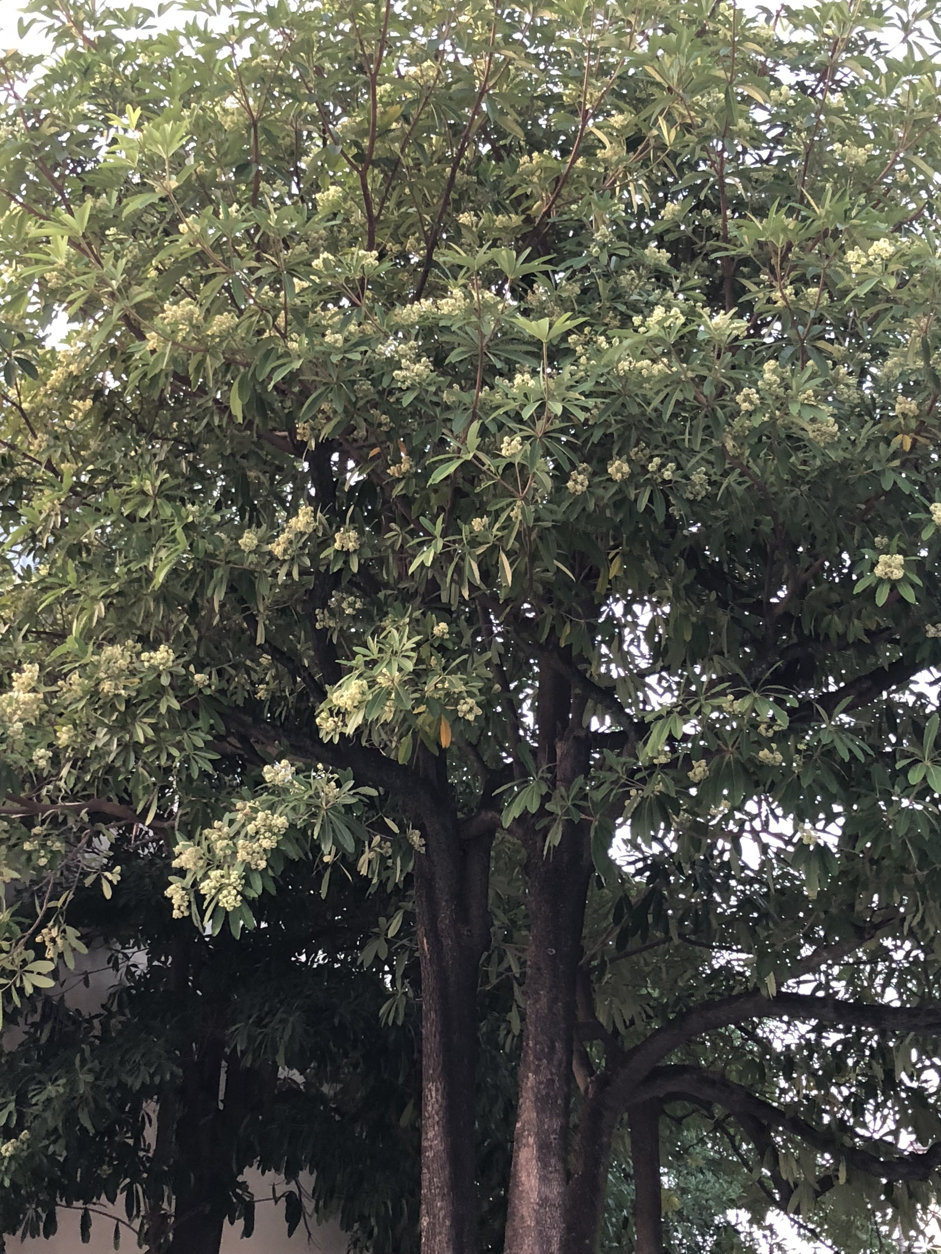 新店区公所则表示，黑板树为常见路树，属极抗病树种。示意图／联合报系资料照
