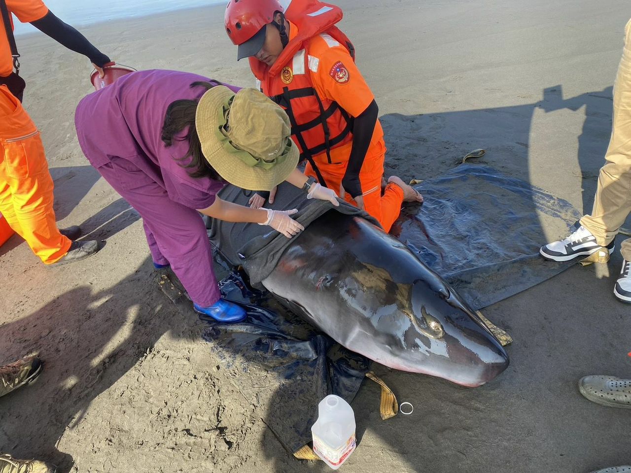 今天中午12时许在宜兰苏澳镇无尾港海滩发现1只搁浅的小抹香鲸。图／第一岸巡队提供