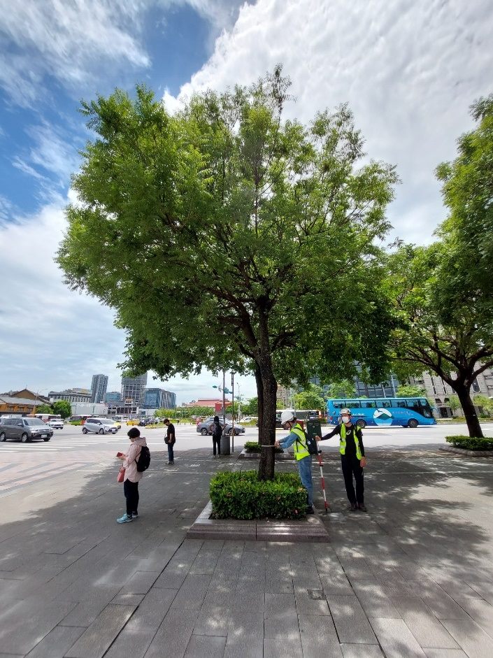 北市目前约有9.2万株行道树。图／北市工务局提供