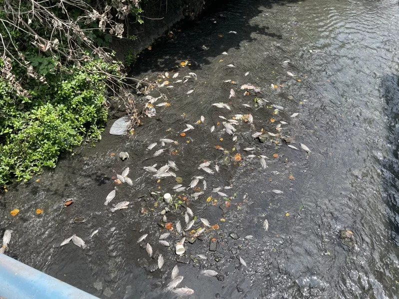 新丰乡茄苳溪上月发生水污染毒死大量鱼虾，议员披露整条溪水都是排污。图／新竹县环保局提供