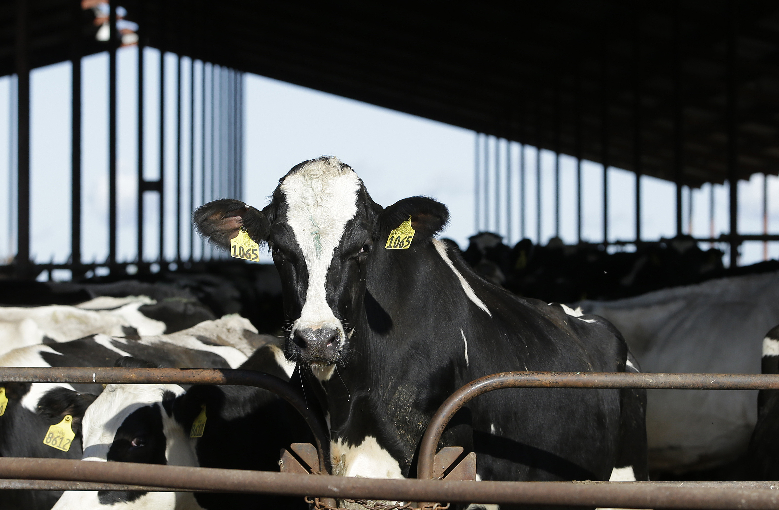 美国乳牛传出感染禽流感，有人相信喝生乳可提高免疫力，带动生乳销售大增。  美联社