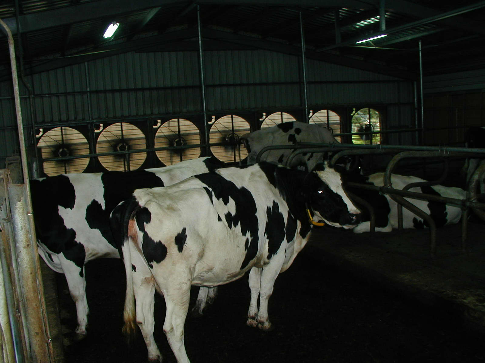 美国发生全球首例乳牛感染禽流感事件，美国FDA表示，有疑虑的牛肉不会进入市场，而牛奶中也没有验出会造成人类感染禽流感的病毒，民众可以安心食用。乳牛示意图。本报资料照片