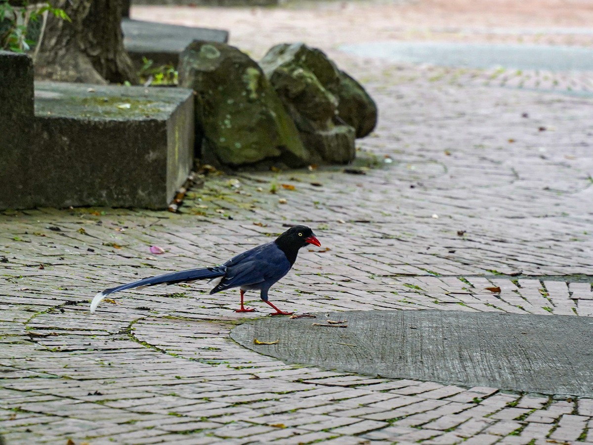 淡江大学从四月份开始，就常常发生台湾蓝鹊从空中俯冲而下攻击，因此张贴警示标语，教职员工生行经蓝鹊育雏巢区时可撑伞、戴帽自保或绕道。图／红树林有线电视提供