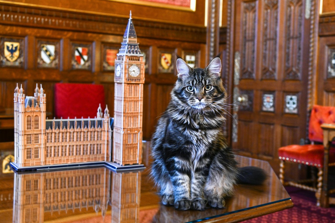​英国下议院议长 Lindsay Hoyle 的爱猫Attlee，平常会放在国会里面活动，还有自己的IG帐号（ @attlee_the_speakers_cat_ ）。​Attlee没有藐视国会的问题。 图／Twitter@Sir Lindsay Hoyle