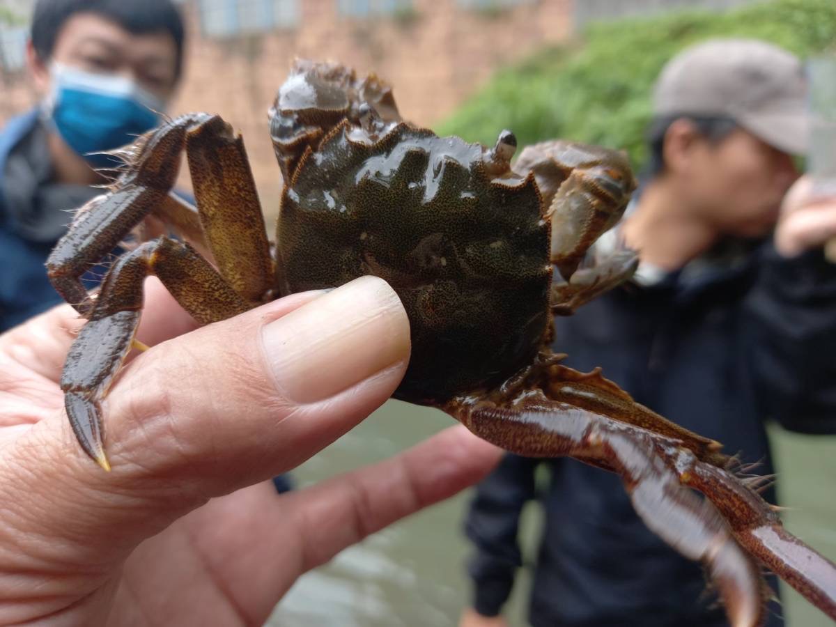 公司田溪有俗称野生毛蟹的日本绒螯蟹。图／台湾原生鱼类保护协会提供