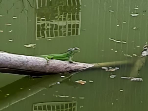 南投埔里民众2年前在中心路一带水池就发现绿鬣蜥，但当时体型仅约5、60公分，近期疑已长到1.2米长。图／简姓民众提供