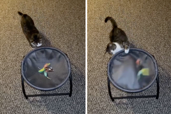 有饲主分享自家猫咪竟然懂得从床下方用力推就可以把玩具弹开。图／翻摄自微博
