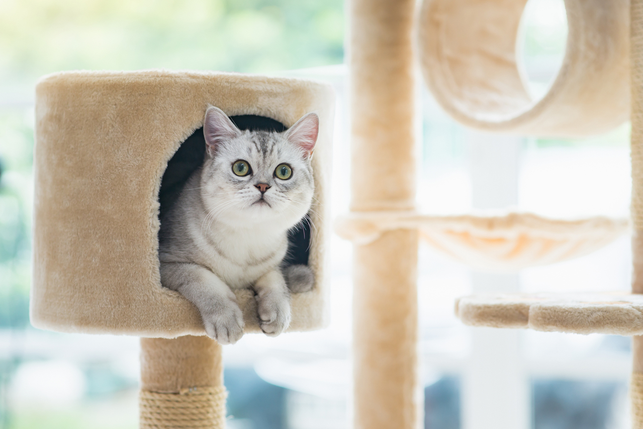 对猫咪来说，猫跳台就是一个可以休息、运动的空间，是许多猫奴家里的必备物品。