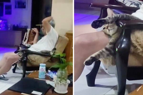 有别于老人家抱著猫咪坐在椅子上的温馨画面，这对爷孙的相处方式算是相当另类。图/翻摄自微博