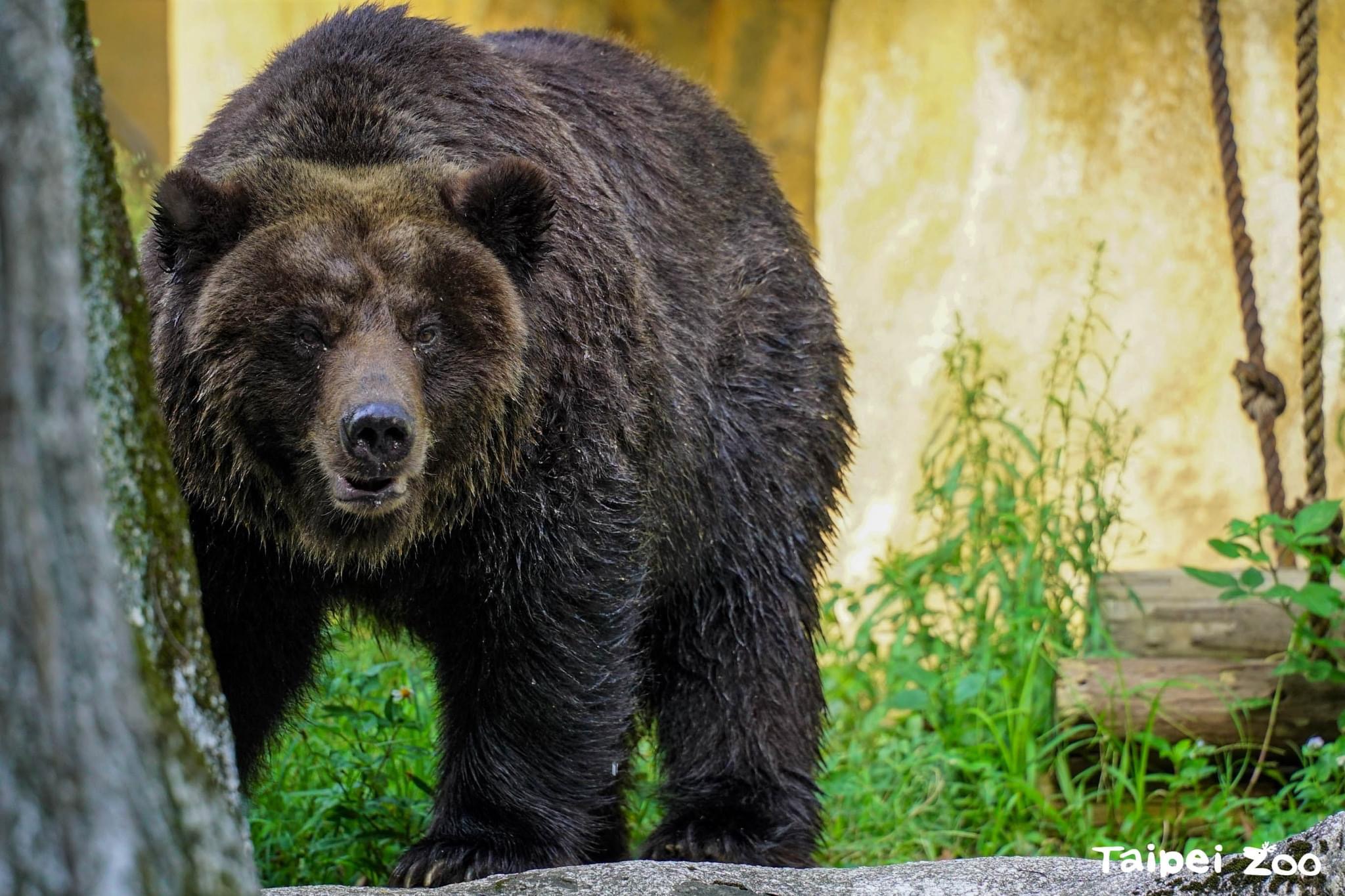 台北市立动物园唯一一只棕熊「小乔」，因近期进食状况不佳，照养团队为观察投药治疗状态，暂时将小乔留在室内观察。图／台北市立动物园提供