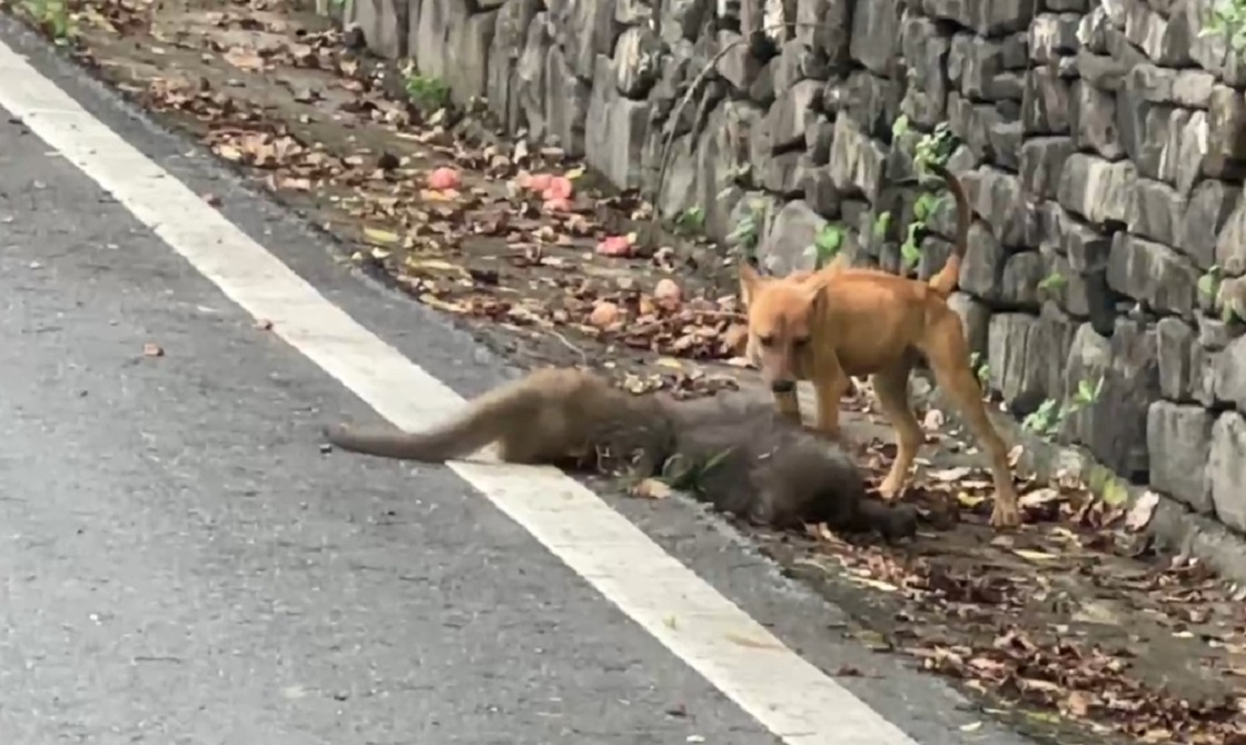台东县达仁乡安朔部落今天有民众目击1只野生台湾猕猴遭流浪犬攻击，猕猴奄奄一息倒在地上后，没多久野狗就啃咬并吃下肚。图／读者提供