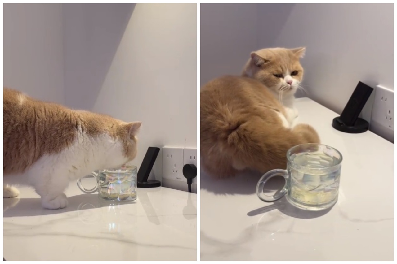 曼赤肯猫用主人水杯洗自己的蛋蛋。图取自小红书