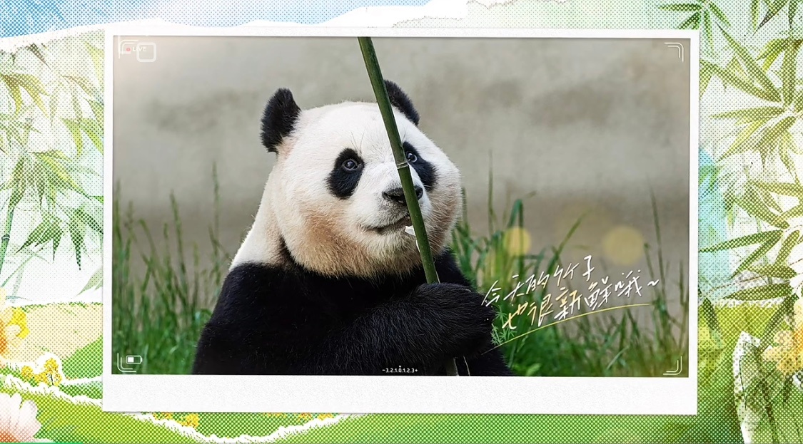 大熊猫「福宝」将于6月12日在熊猫中心卧龙神树坪基地正式与公众见面。图／截自中国大猫熊保护中心