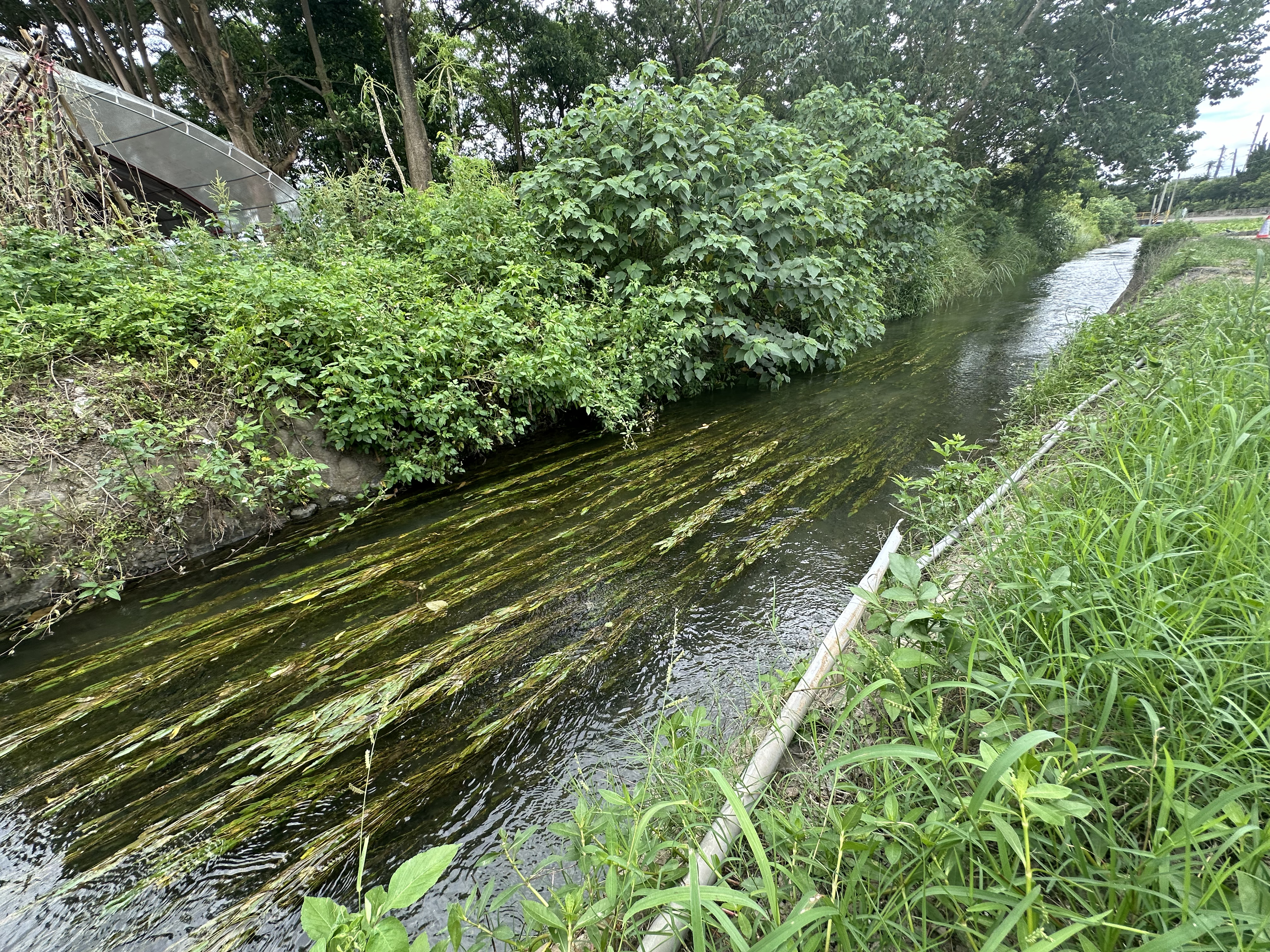 东兴圳是竹北重要农业灌溉渠道，虽下游已成为城市亲水公园，但上游仍肩负农业灌溉功能。记者巫鸿玮／摄影