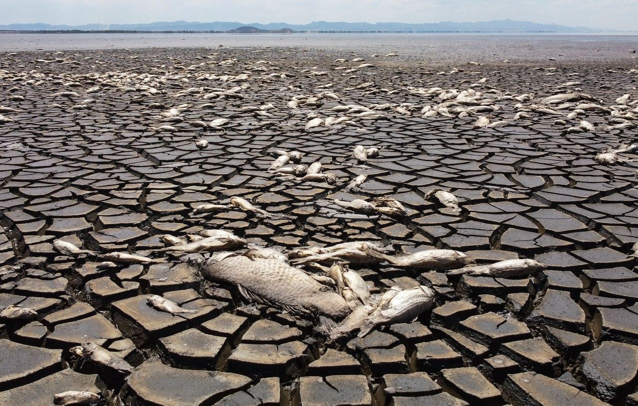 墨西哥北部的布斯蒂略斯潟湖近来局部干涸，导致湖中数以千计的大量鱼群死亡。