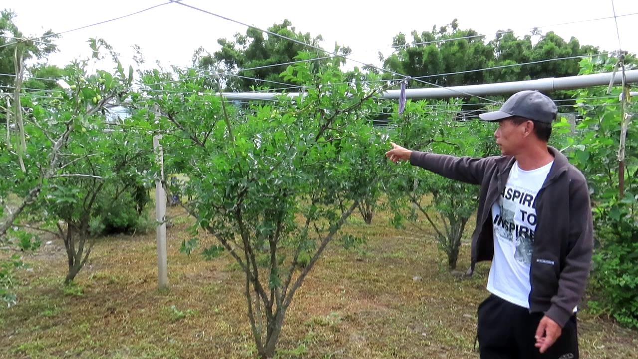 苗栗县公馆乡农友徐志锋种植红枣20多年，枣园重灾区一棵果树甚只有20多颗。记者范荣达／摄影