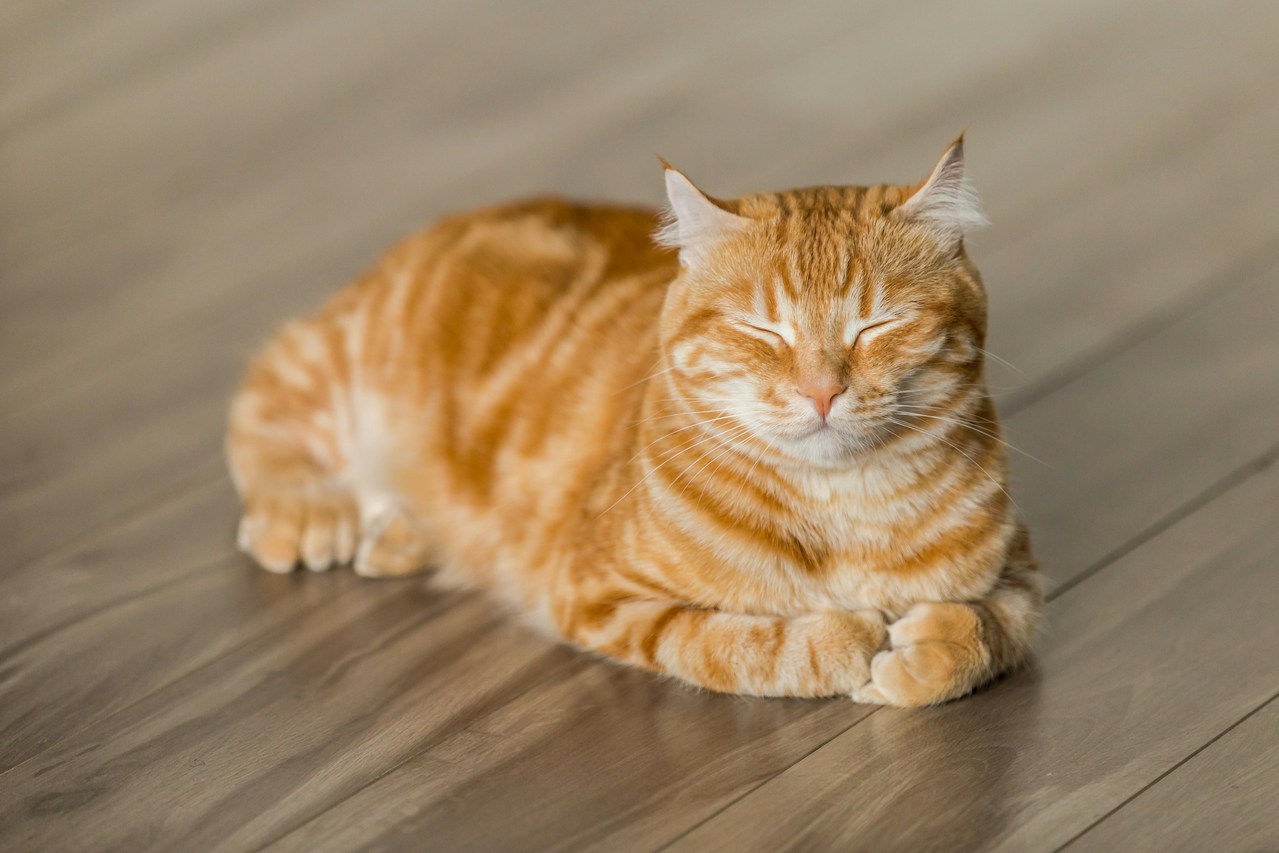 猫奴注意兽医提醒家中常见物恐让猫中毒| 动物奇世界| 生活| 世界