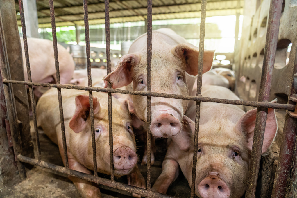 中国商务部公布，决定自今天起对原产于欧盟的进口相关猪肉及猪副产品进行反倾销立案调查。