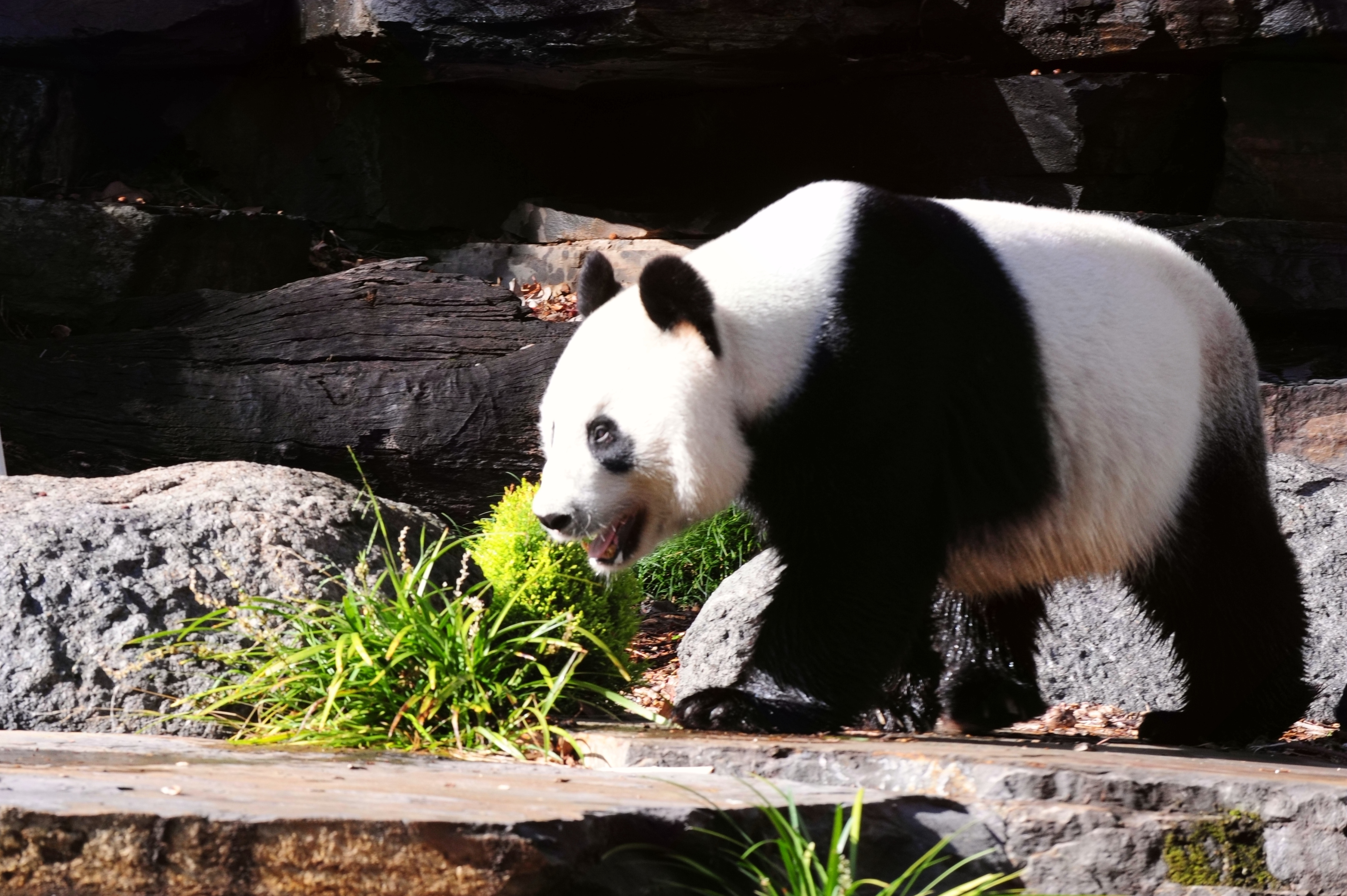 图为澳洲阿得雷德动物园里的大熊猫「网网」。（新华社）