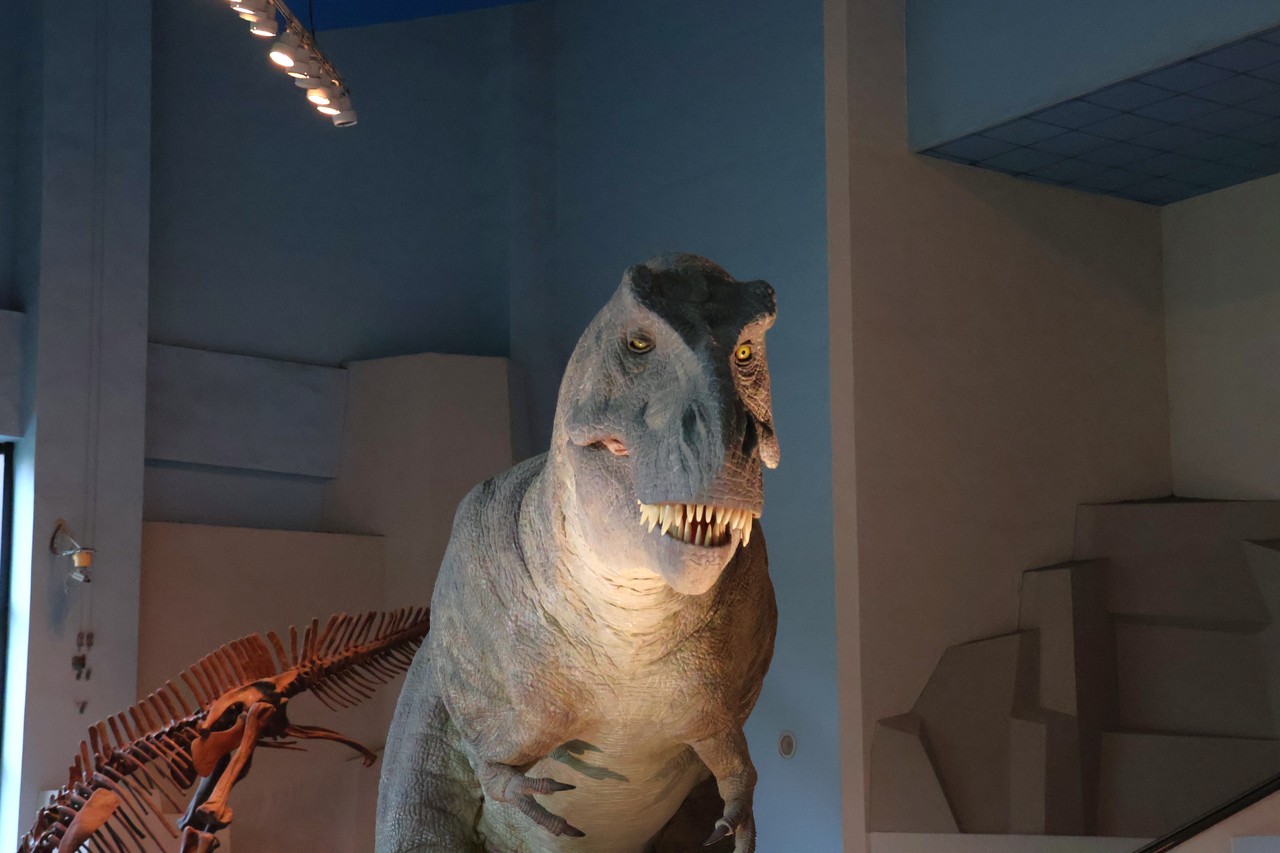 国立自然科学博物馆的人气明星「机械暴龙」，因出现大小眼，科博馆安排「微整型」疗程，恐龙展示区在17日起至21日暂停开放。（科博馆提供）中央社