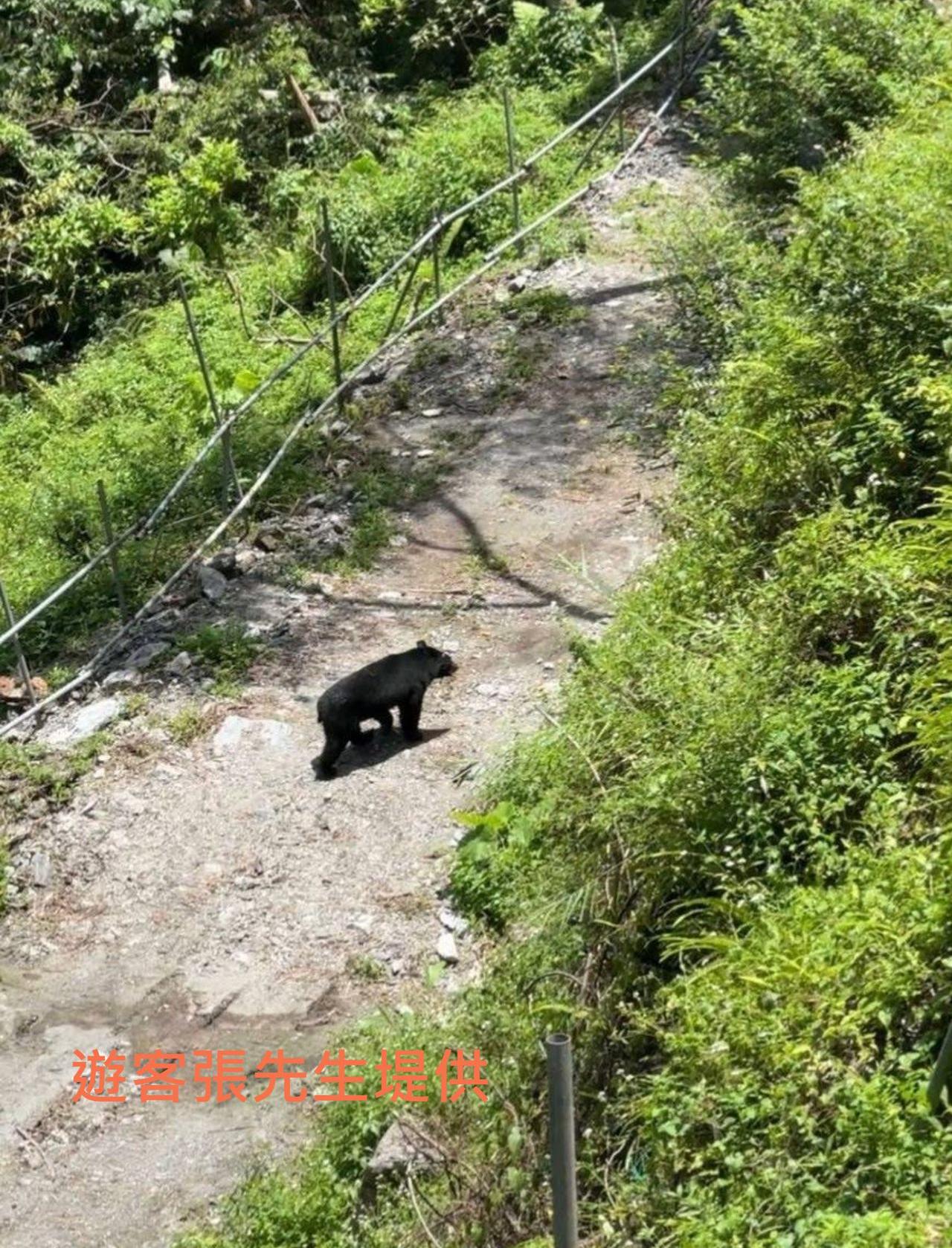 玉山国家公园南安地区最近接获民众通报目击台湾黑熊母子、小黑熊出没，玉管处依据地点及体形研判，小黑熊应为同一只。图／玉管处提供