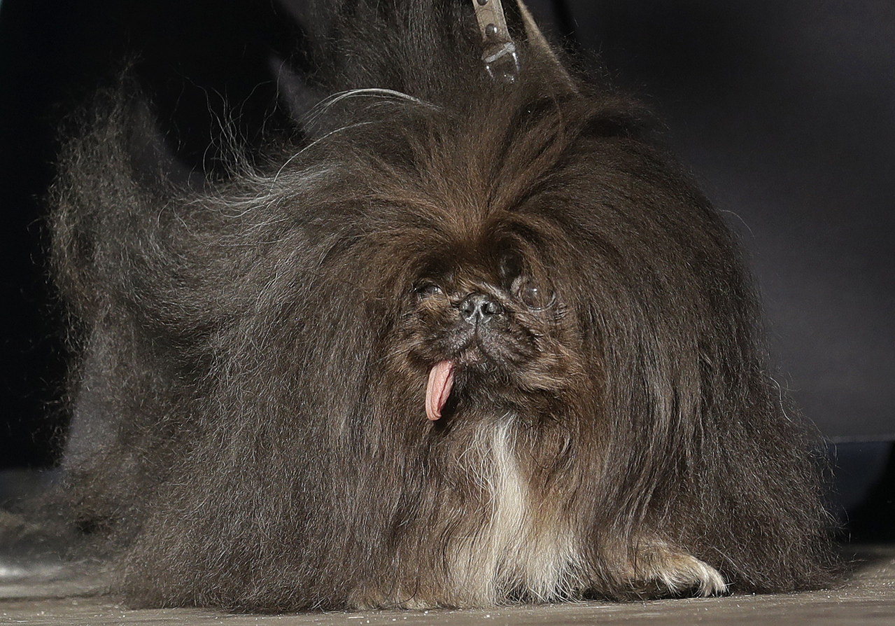 狮子狗「狂野唐」（Wild Thang）的毛发蓬松，牠是23日小狗选丑比赛的其一参赛者。(美联社)