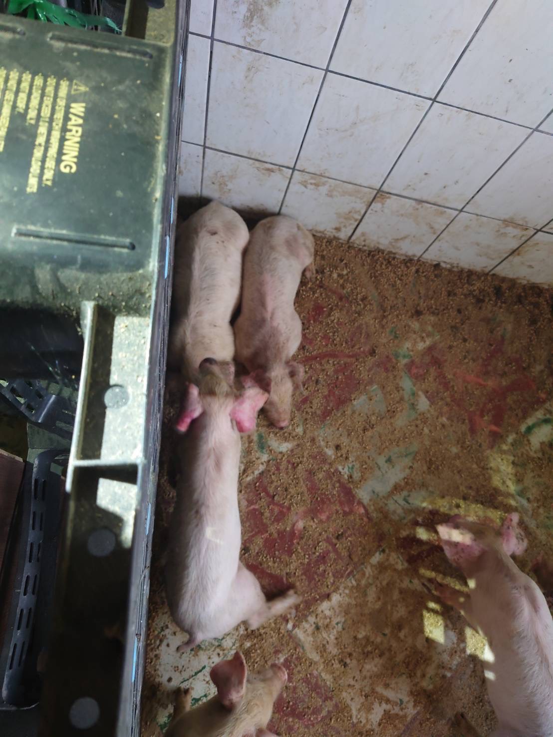 潘姓男子养猪失利觊觎猪农，日前前往台南六甲某畜牧场窃走10多只猪，警循线查获所剩下的猪只。记者谢进盛／翻摄