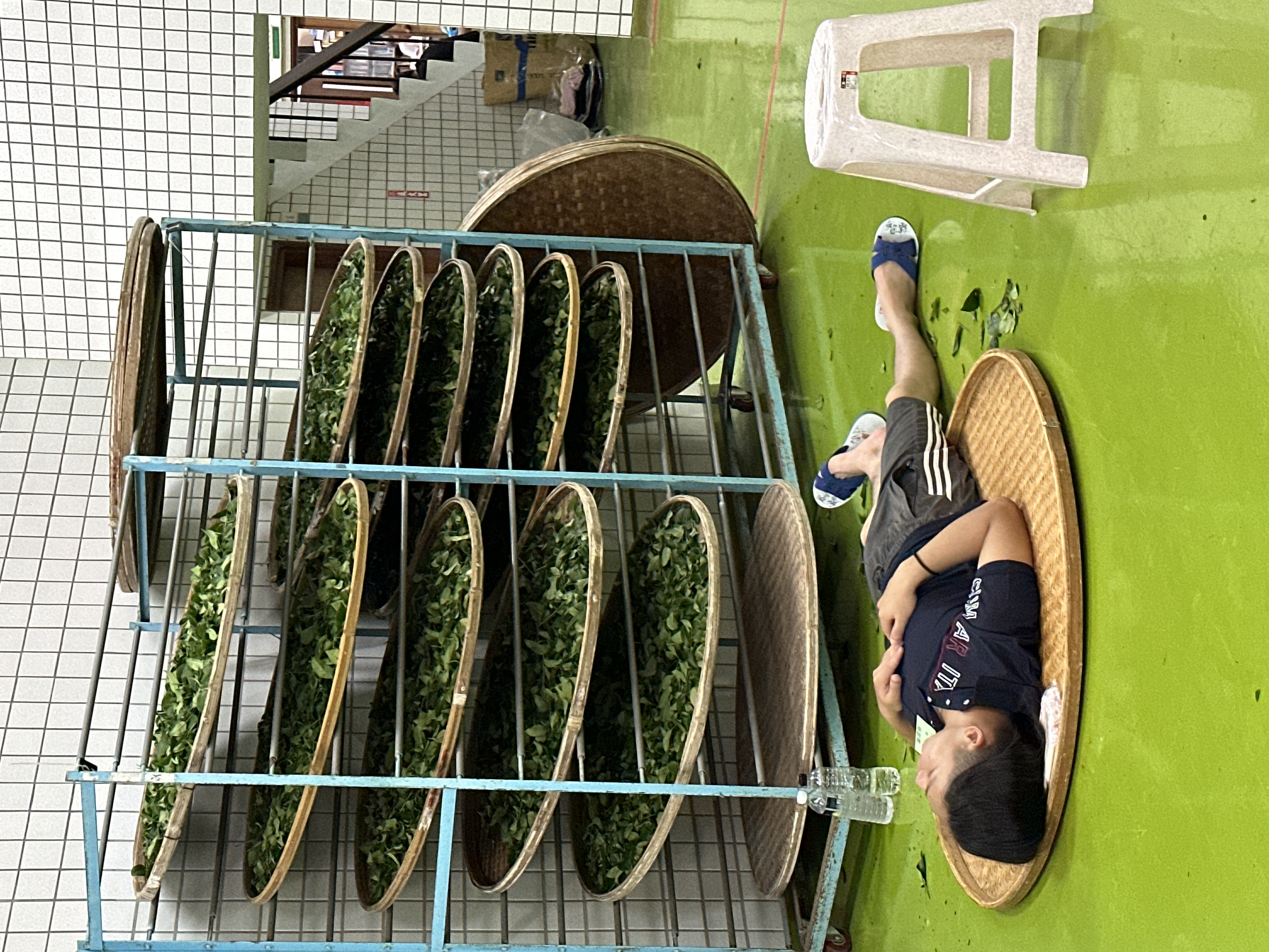 新北坪林茶农本月19、20日在茶改场北部分场参与制茶技术竞赛，相互切磋制茶技巧，制茶过程相当耗体力，有青农累到躺在地板休息。记者王慧瑛／摄影