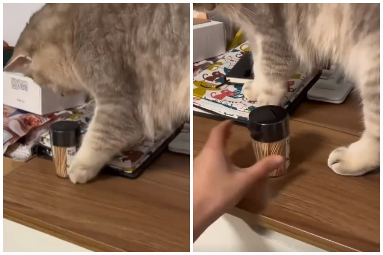 饲主和猫咪展开牙签罐保卫战。图取自微博