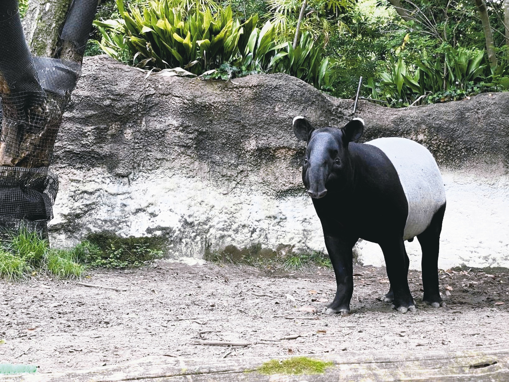 日本来台交流血缘的马来貘「Hideo英雄」死亡，日前解剖厘清死因。图／北市动物园提供