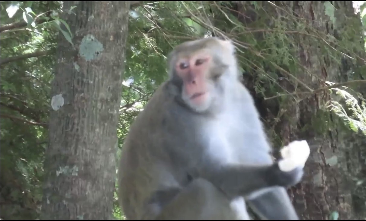昨天早上10点阿里山公路104K石山服务站台湾猕猴抢游客准备吃的包子，游客吓坏。图／苏家弘提供