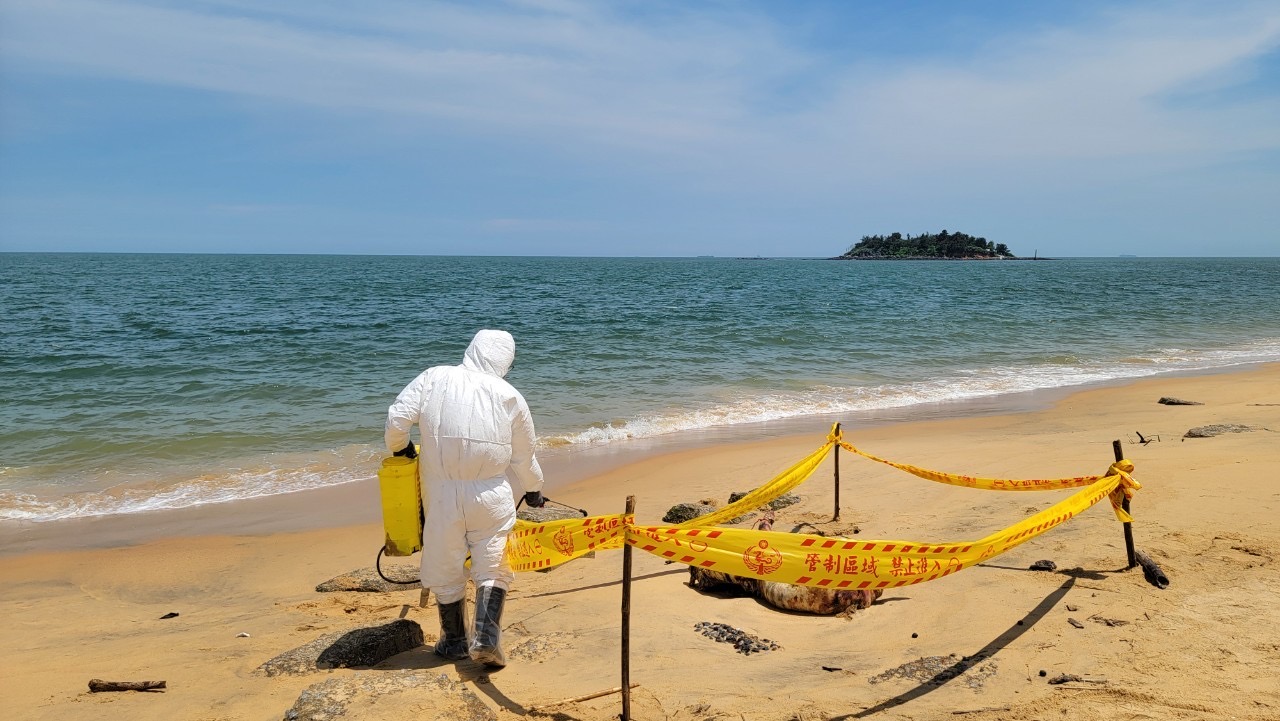 烈屿乡青岐港岸际发现1只漂流猪尸，金门县防疫所人员到场清消。图/金门县防疫所提供。