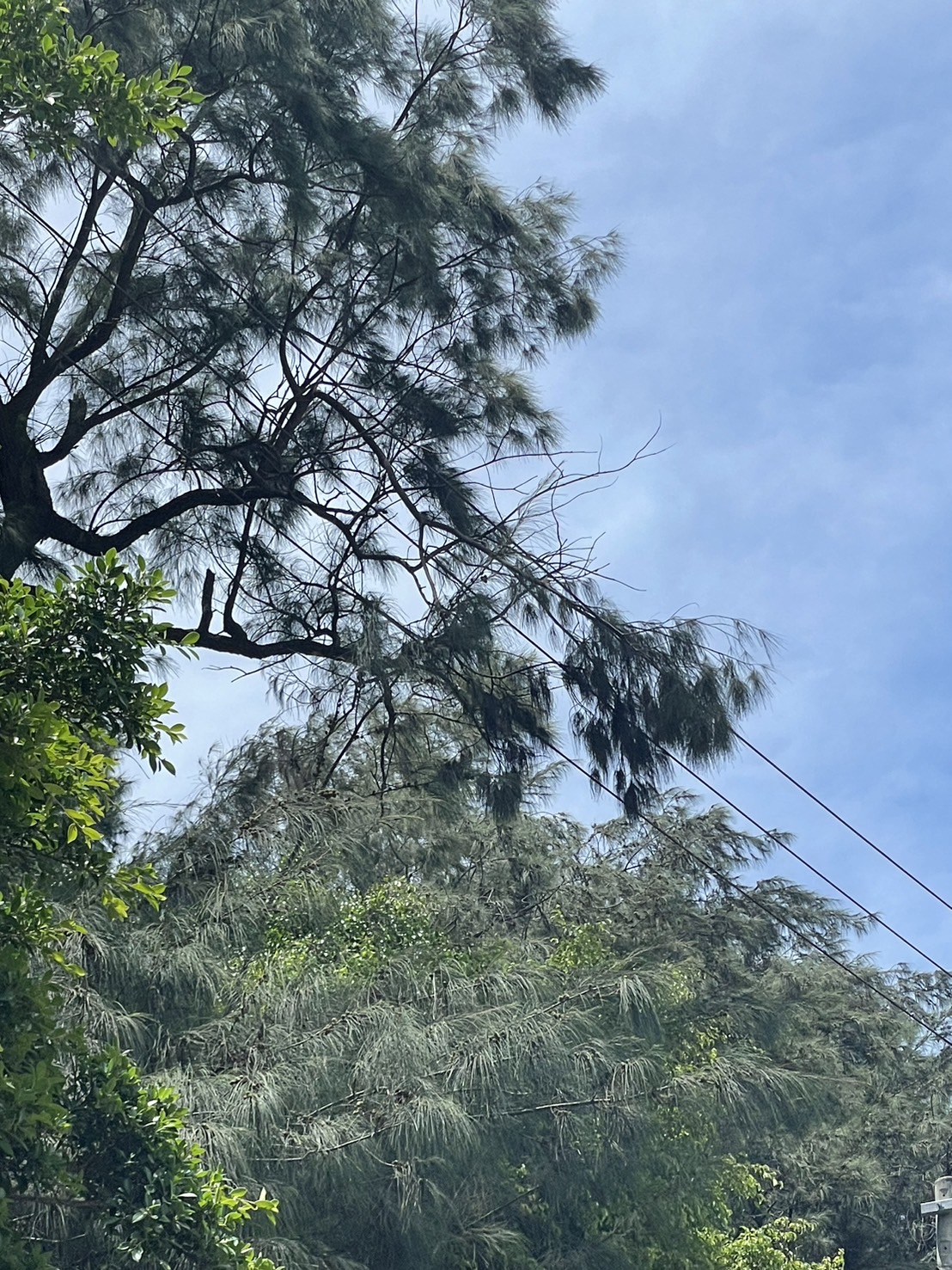 由于强风吹袭树林，导致树木碰触配电线路事故，造成新竹市海滨路、天府路、荣滨路等一带3920户停电。图／台电提供