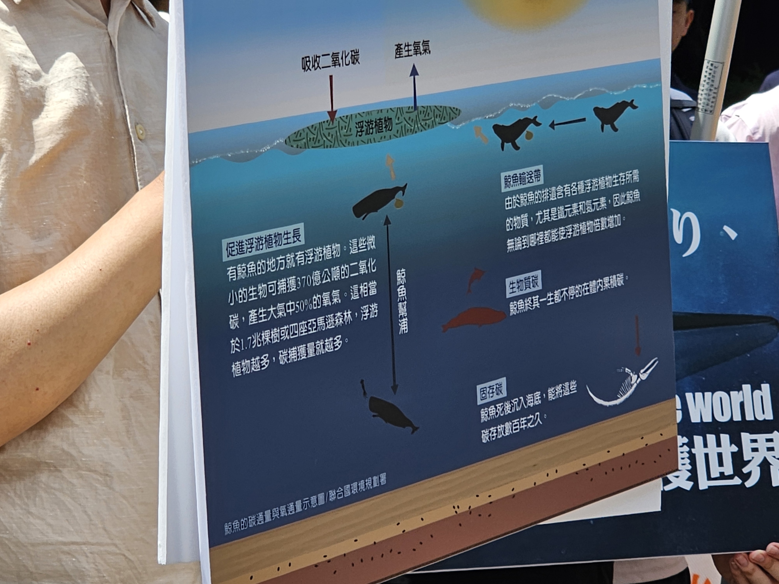 鯨魚固碳效果佳大型鯨魚平均可固碳33噸| 動物星球| 生活| 聯合新聞網