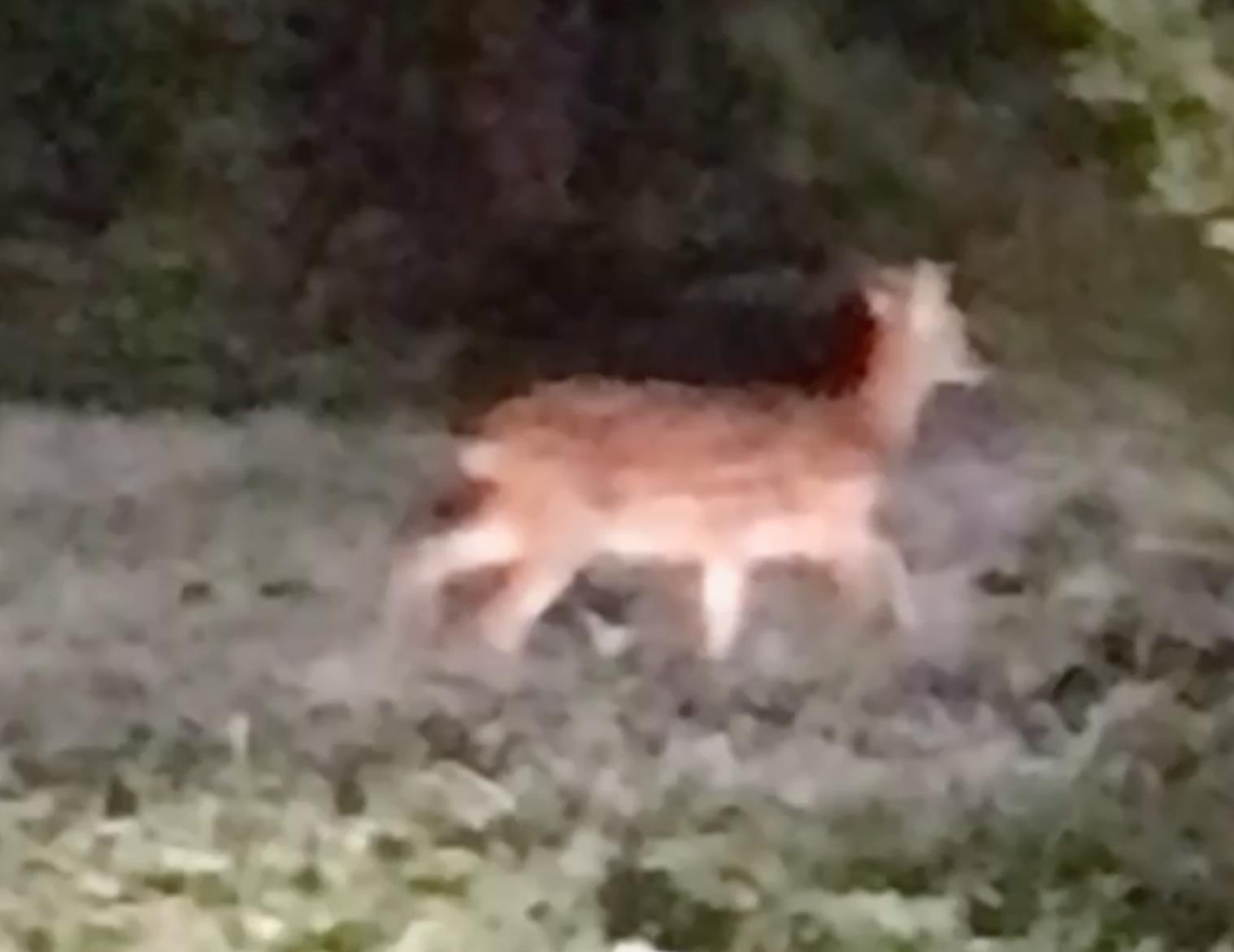 屏东县李女昨天半夜在屏东市归来地区看到一只梅花鹿。图／读者提供