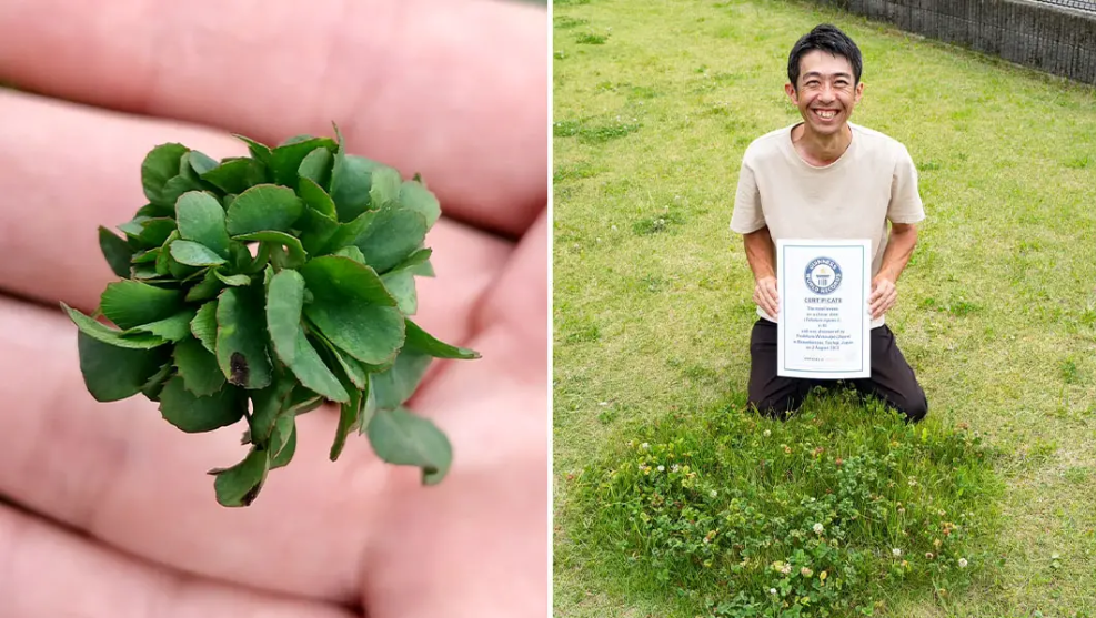 日本一名男子挑战金氏世界纪录成功，培育出63片叶幸运草。图撷自金氏世界纪录官网。