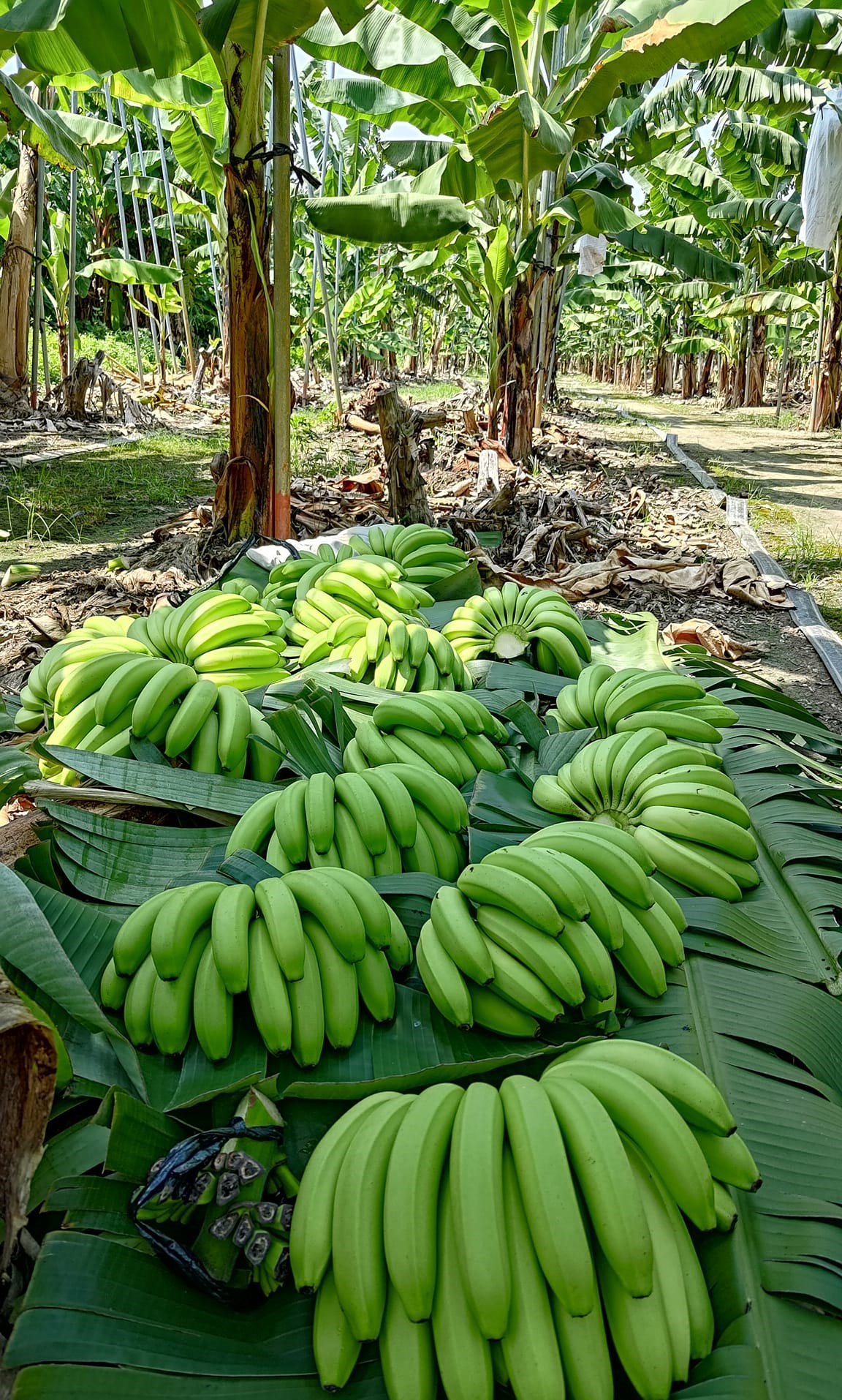 高雄旗山蕉农将刚采收的香蕉堆置在地面，虽然品质优良，卖价却每公斤破10元，根本开心不起来。 图／读者提供